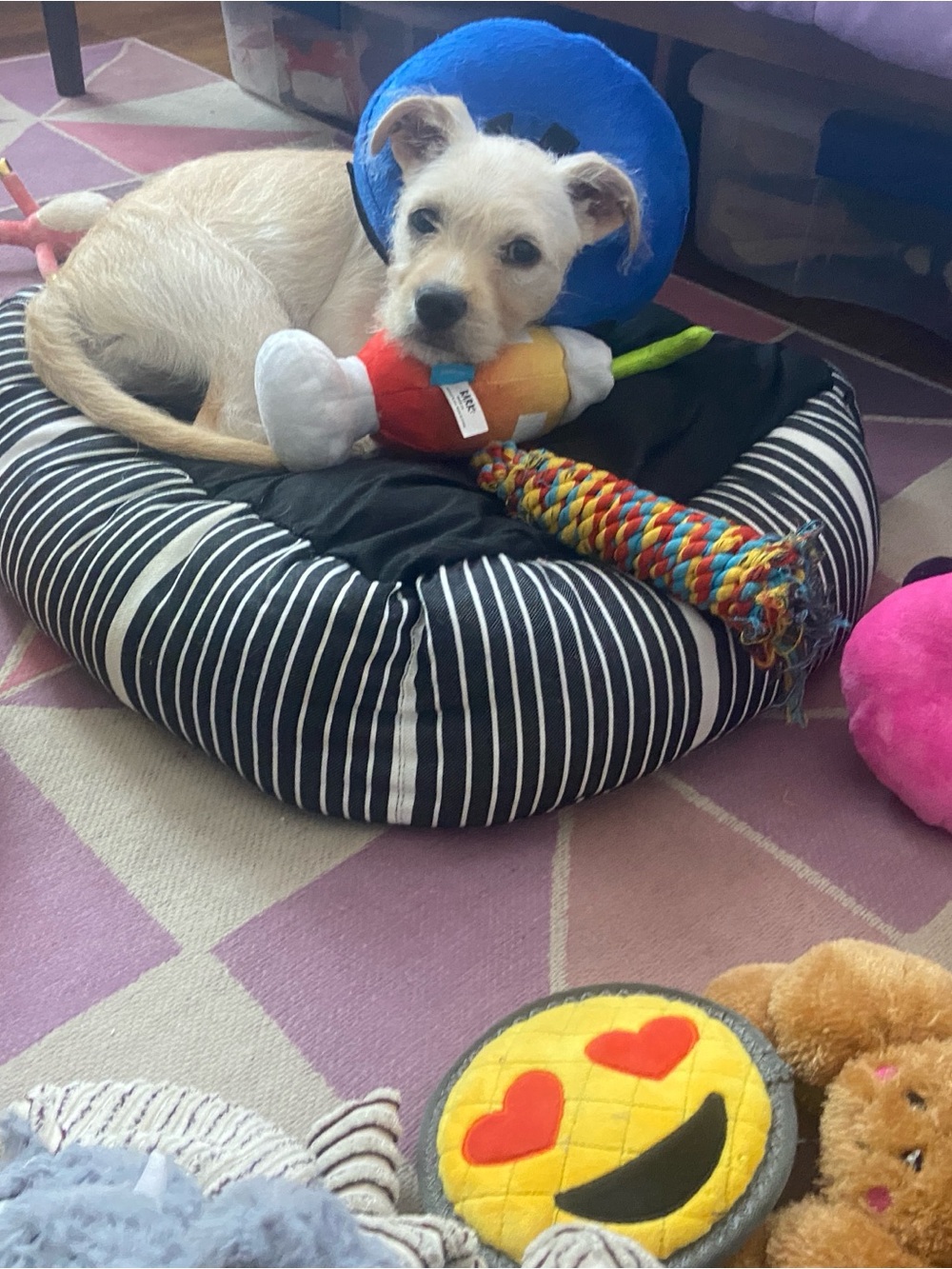 Blue Inflatable Pet Neck Cone
